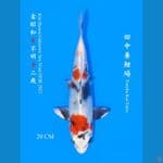 kin showa tanaka