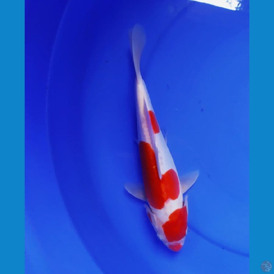 kohaku murni