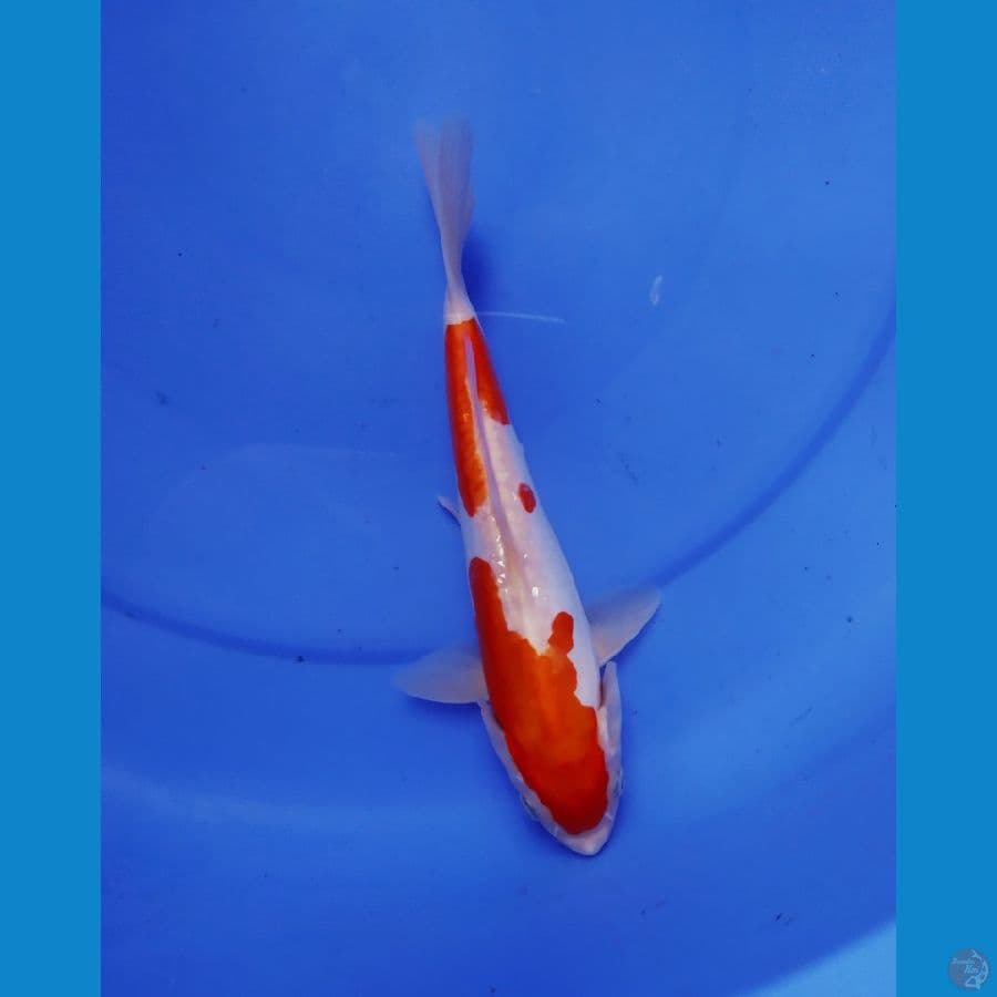 kohaku murni