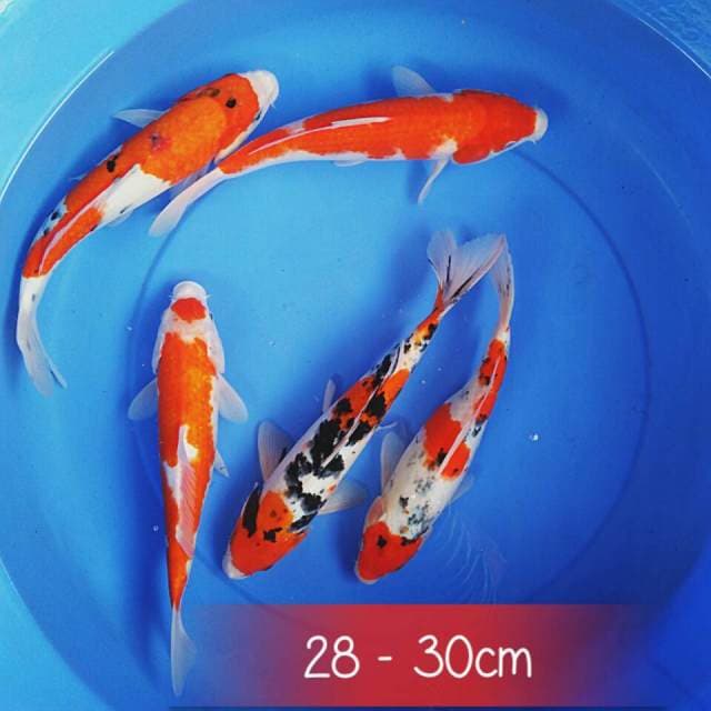 Mix koi 28 - 30cm
