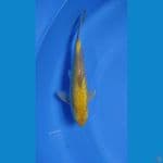 karashi full gindrin mata merah 25cm male 