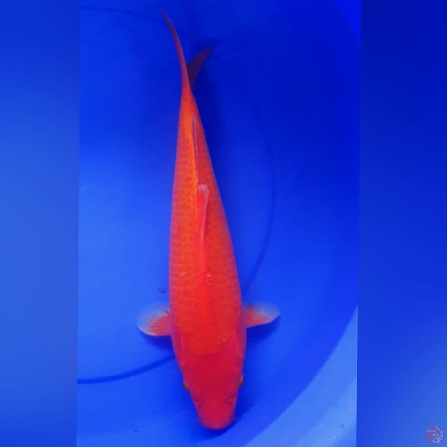 AKAHAJIRO 40CM