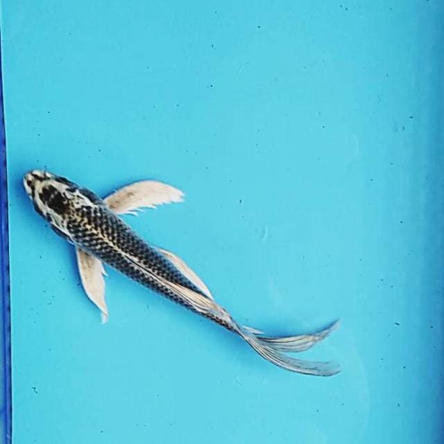 Kumpay 27cm male