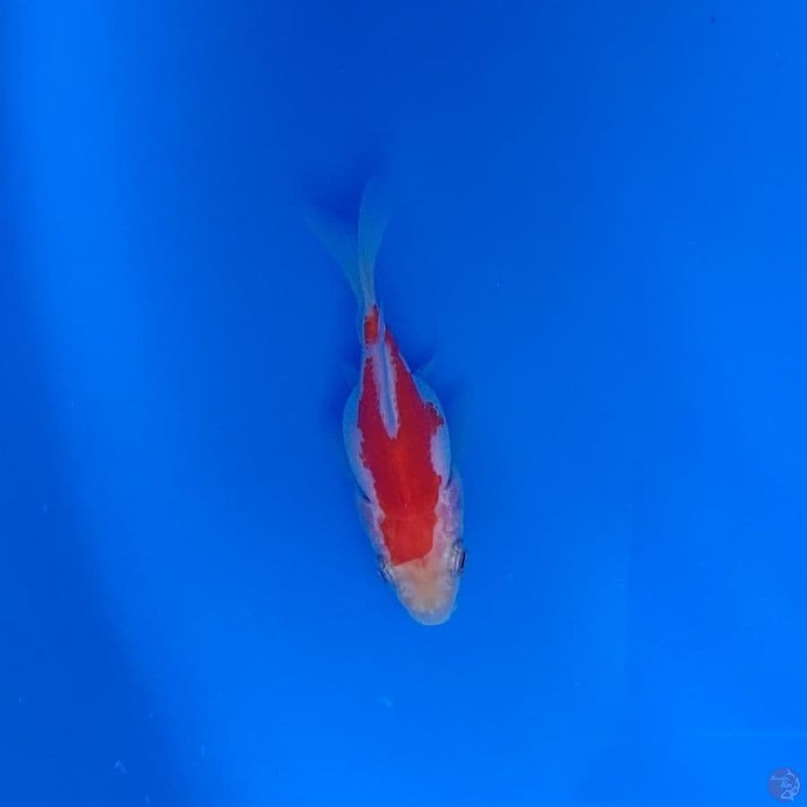Tamasaba F1 Parents Genjiro 8cm