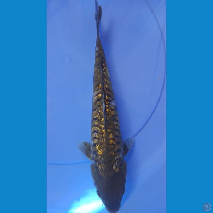 Chagoi Sisik Naga