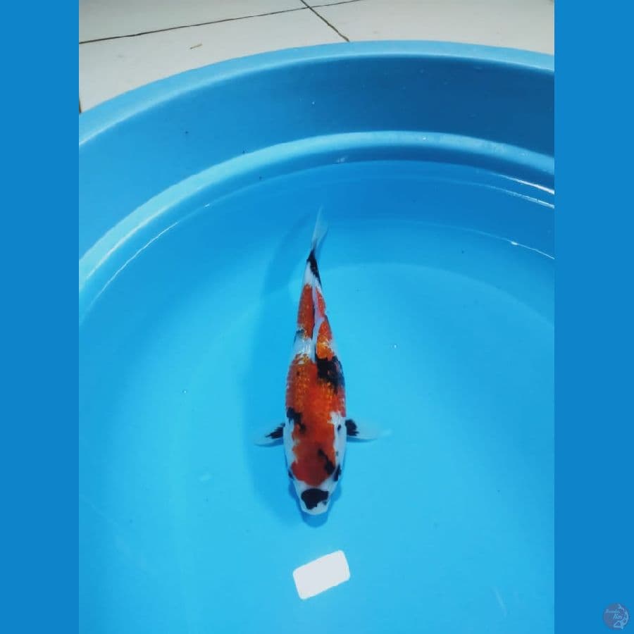 MKC KOI GRUB