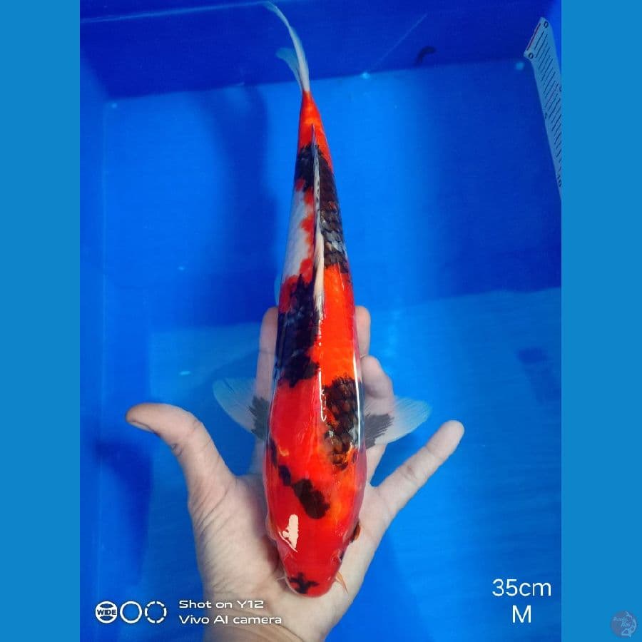 showa 35cm jantan motogoro 