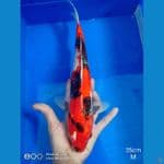 showa 35cm jantan motogoro 