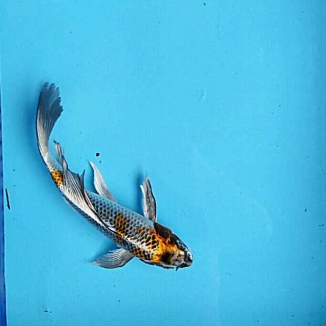 Kumpay josss 22cm  male