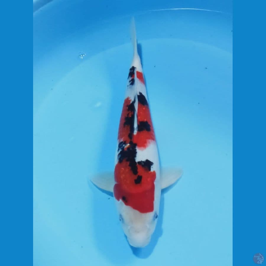 MKC KOI GRUB