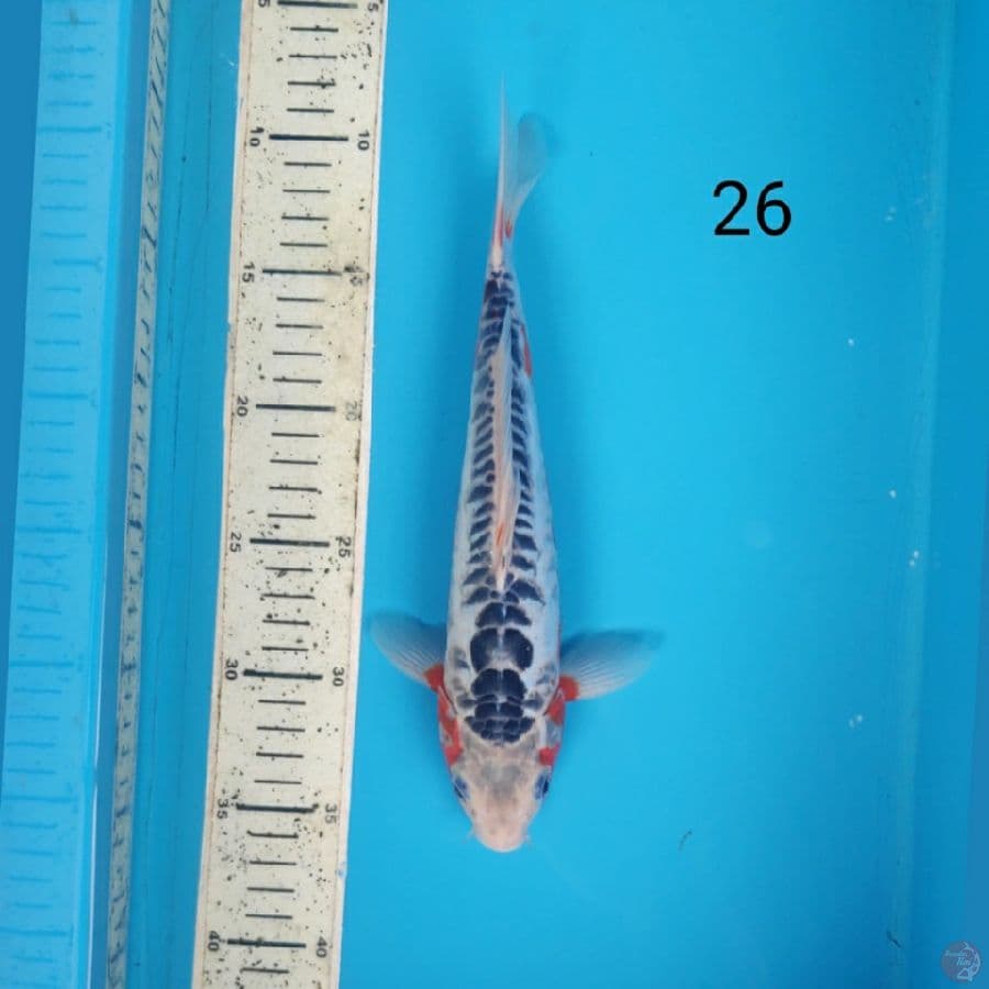 shusui, 26cm