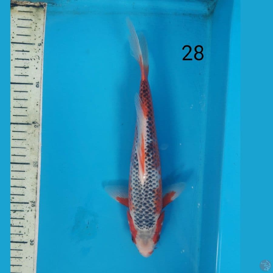asagi, 28cm male