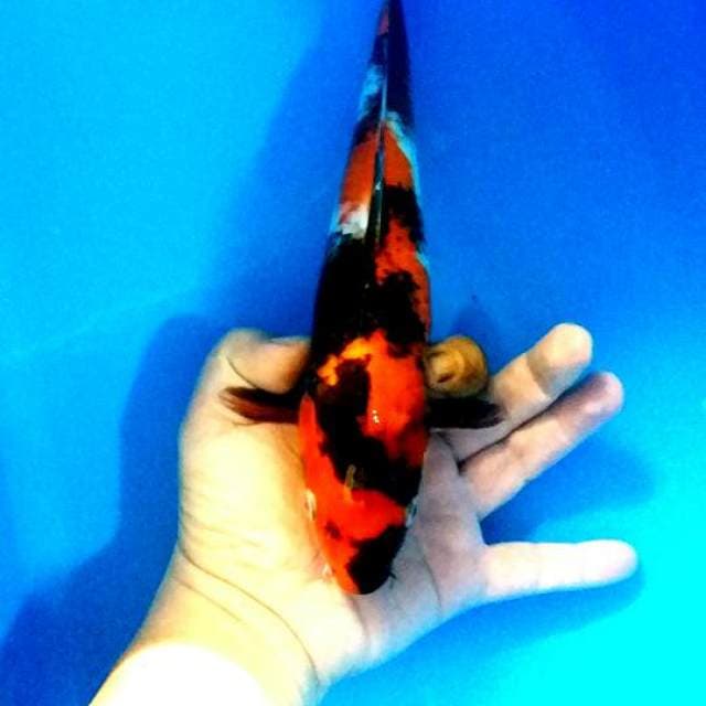 Sowa body terpedo 30 BU