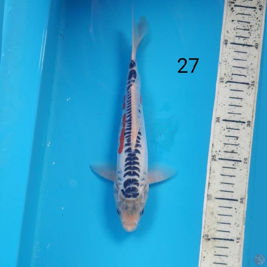 shusui, 27cm