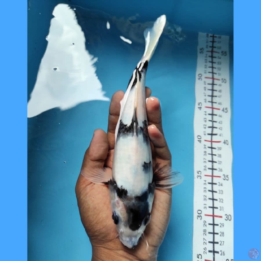 SHIRO TATEGOI 24CM - BAHAN KC