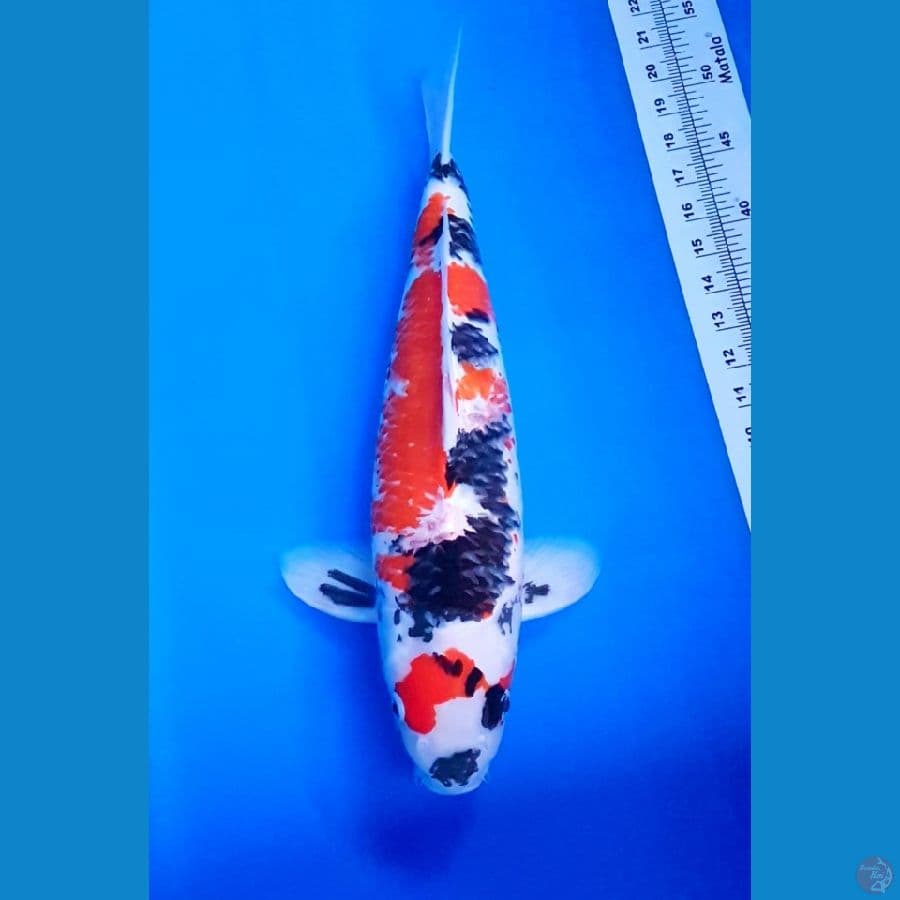 SHOWA SHANSOKU JANTAN 45 CM
