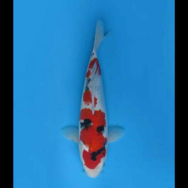 34cm Male - Sanke Hq Tategoi 