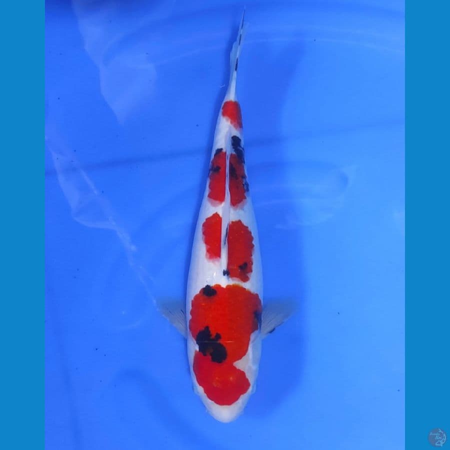 sanke 40cm