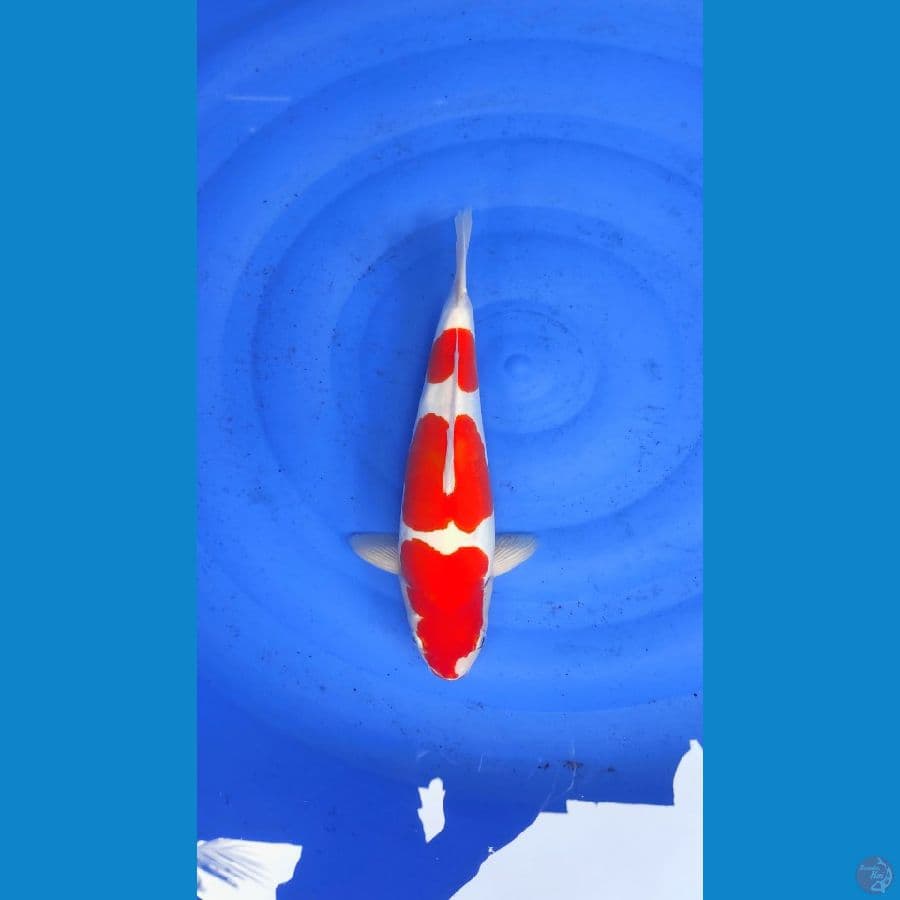 KOHAKU STEP 3 DOitsu