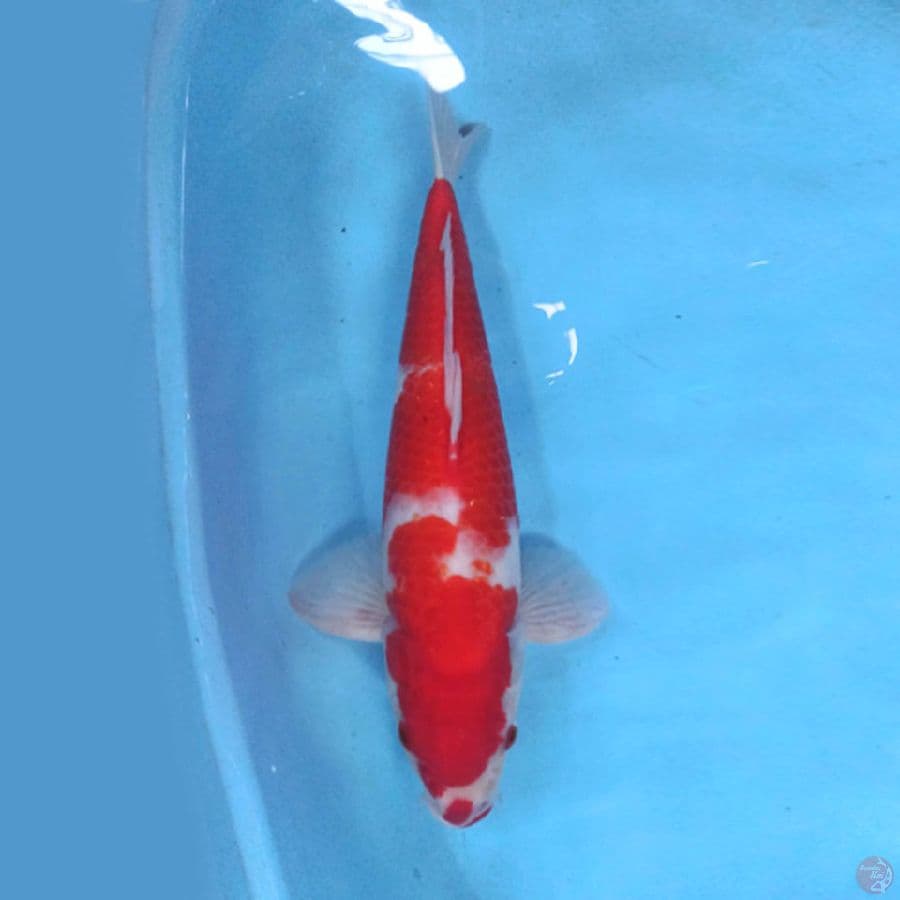 Kohaku 38cm