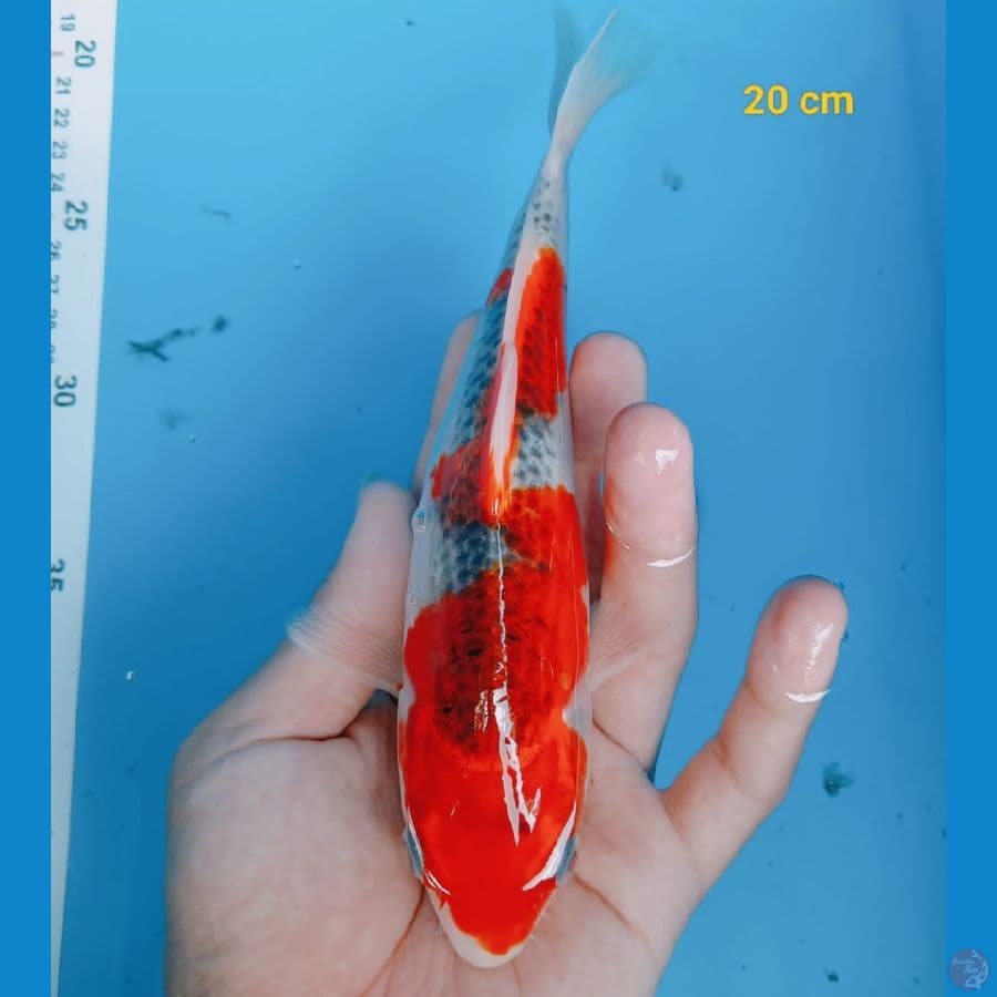 SQ Gosiki 20 cm