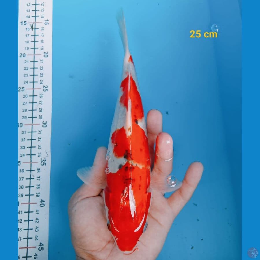 Bahan keep gosiki 25 cm