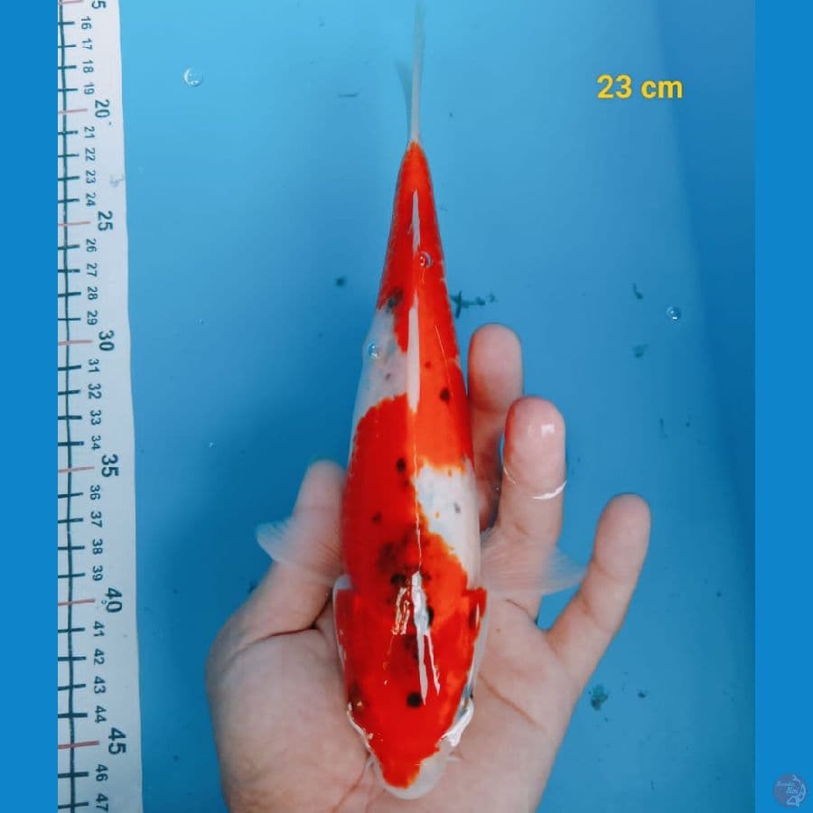 Bahan keep gosiki 23 cm