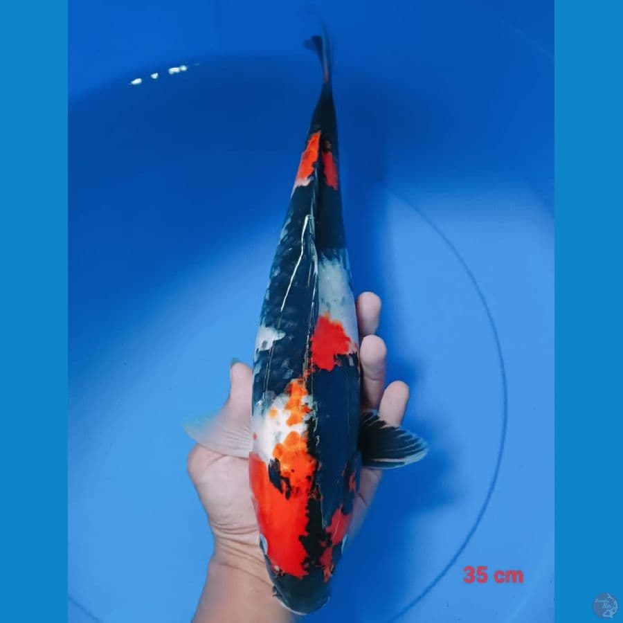 Showa 35 cm