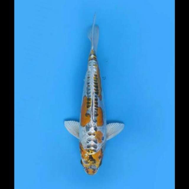 35cm Female - Beni Kinkikoryu Antik 
