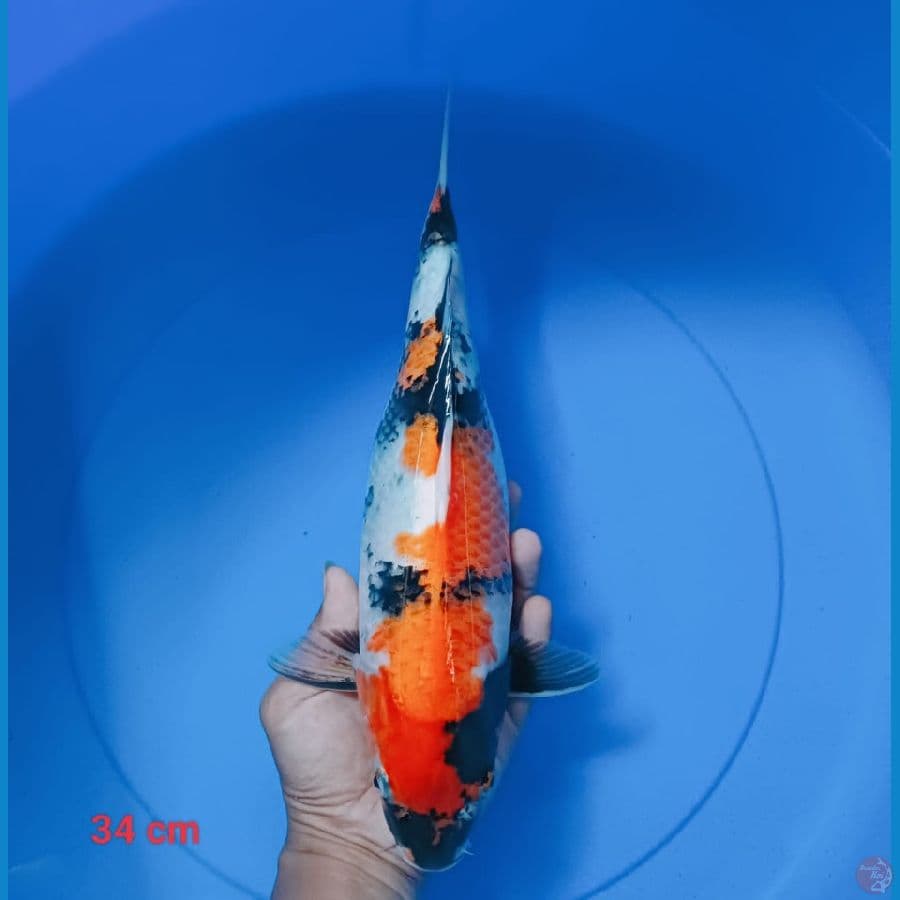 showa 34 cm