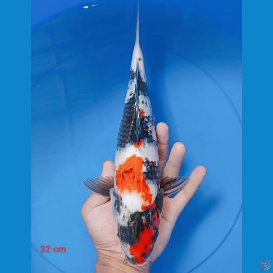showa 32 cm