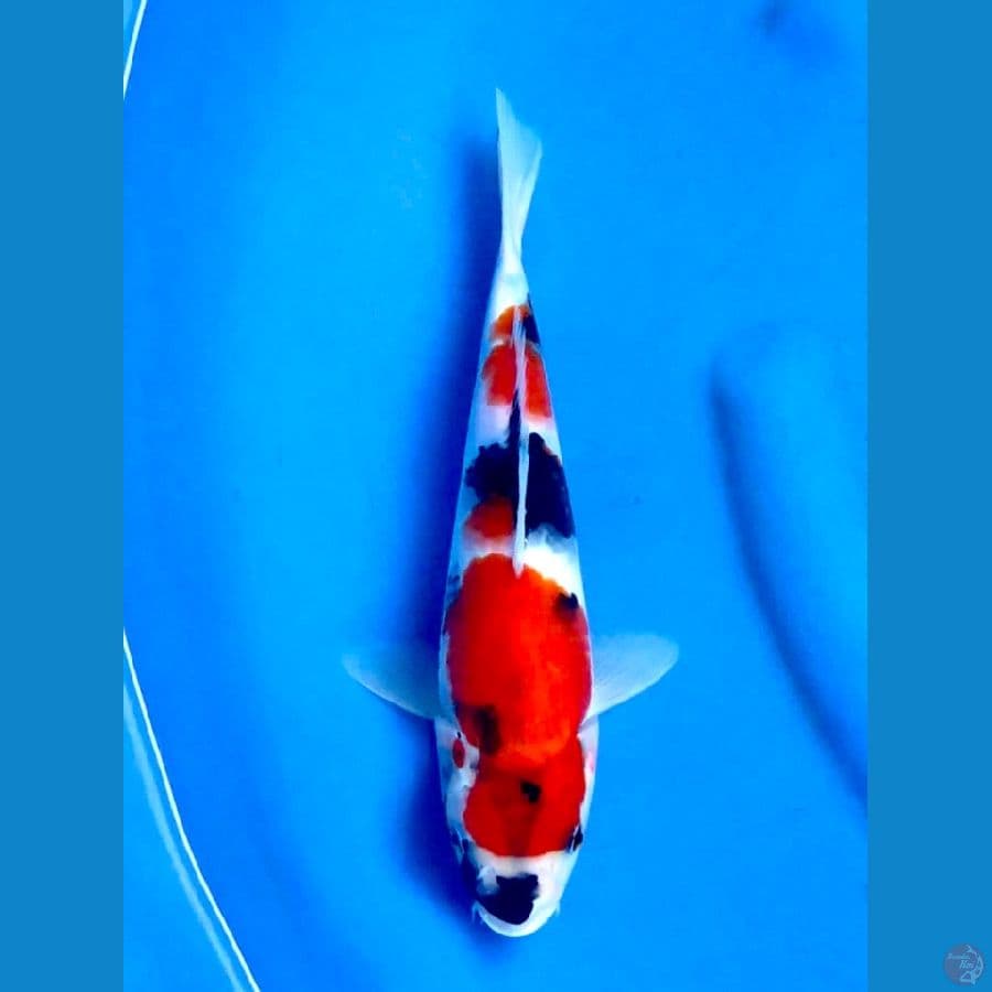 Showa tategoi 29cm