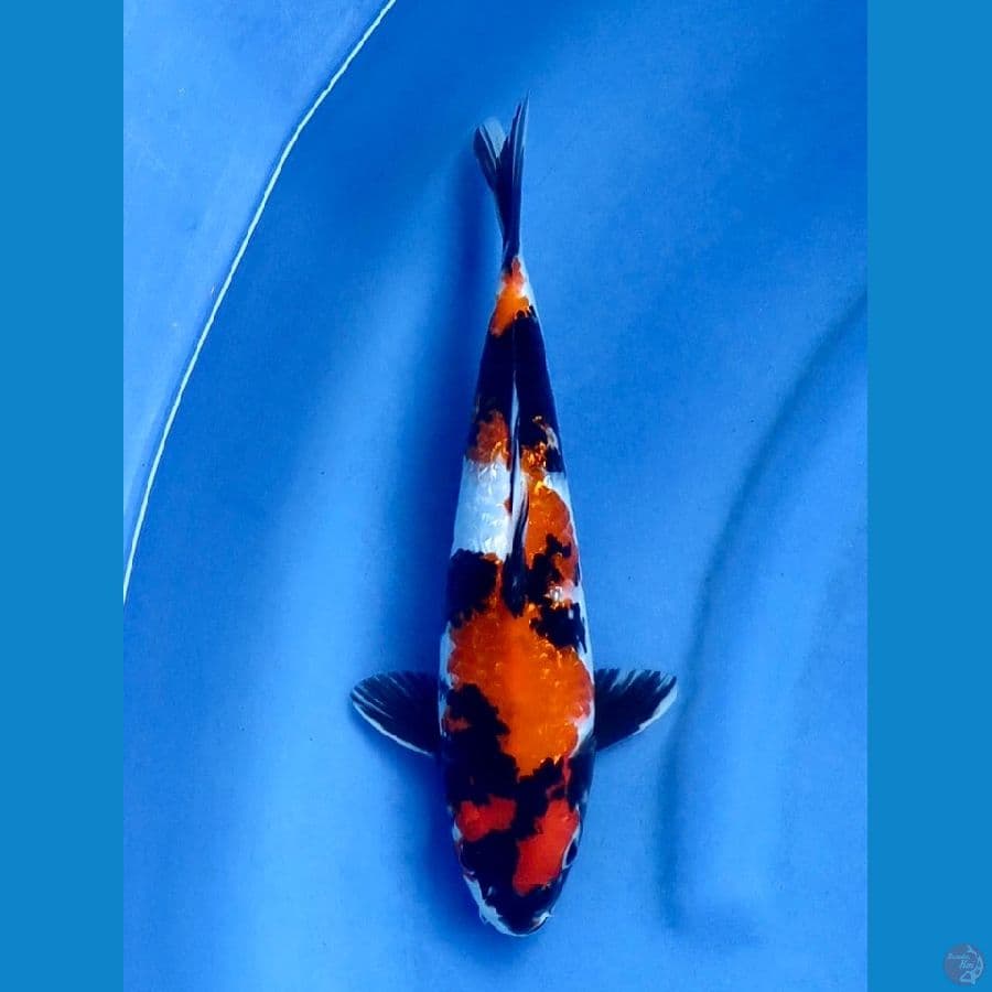 Showa gingrin full 31cm