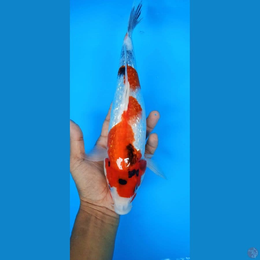 gindrin sanke : 28 cm