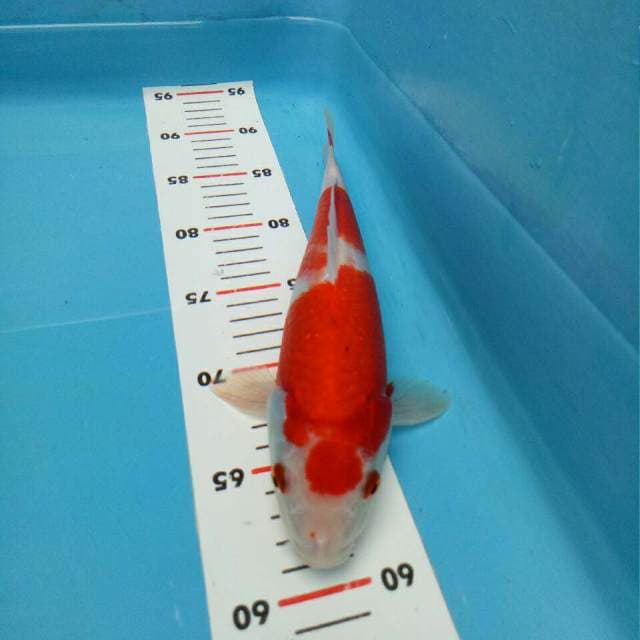 Kohaku F1