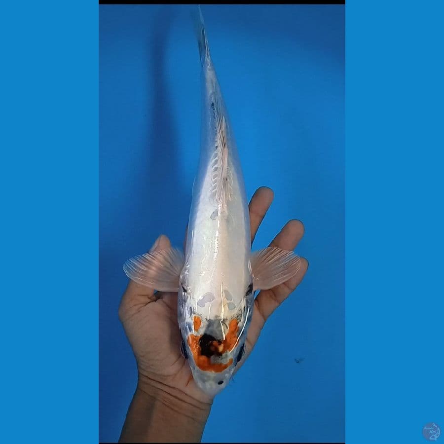 kyko : 34 cm jantan 