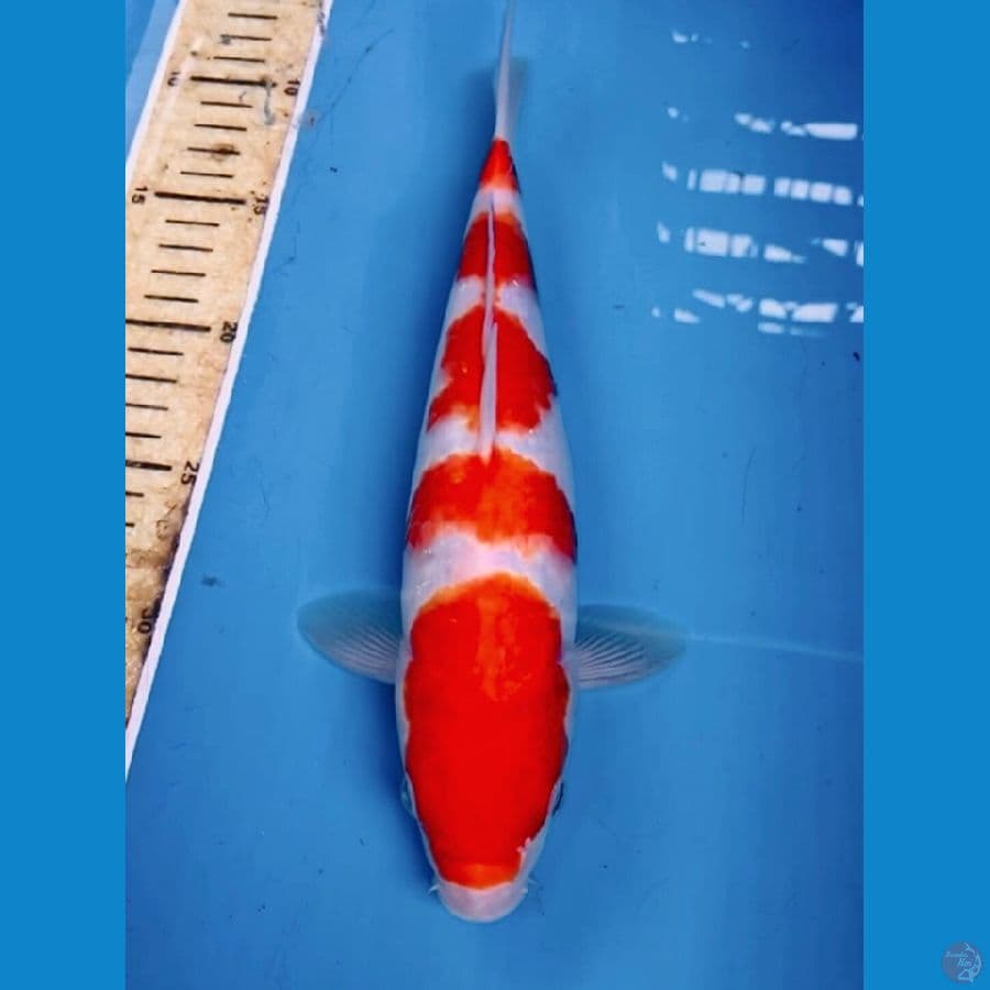 kohaku 29cm