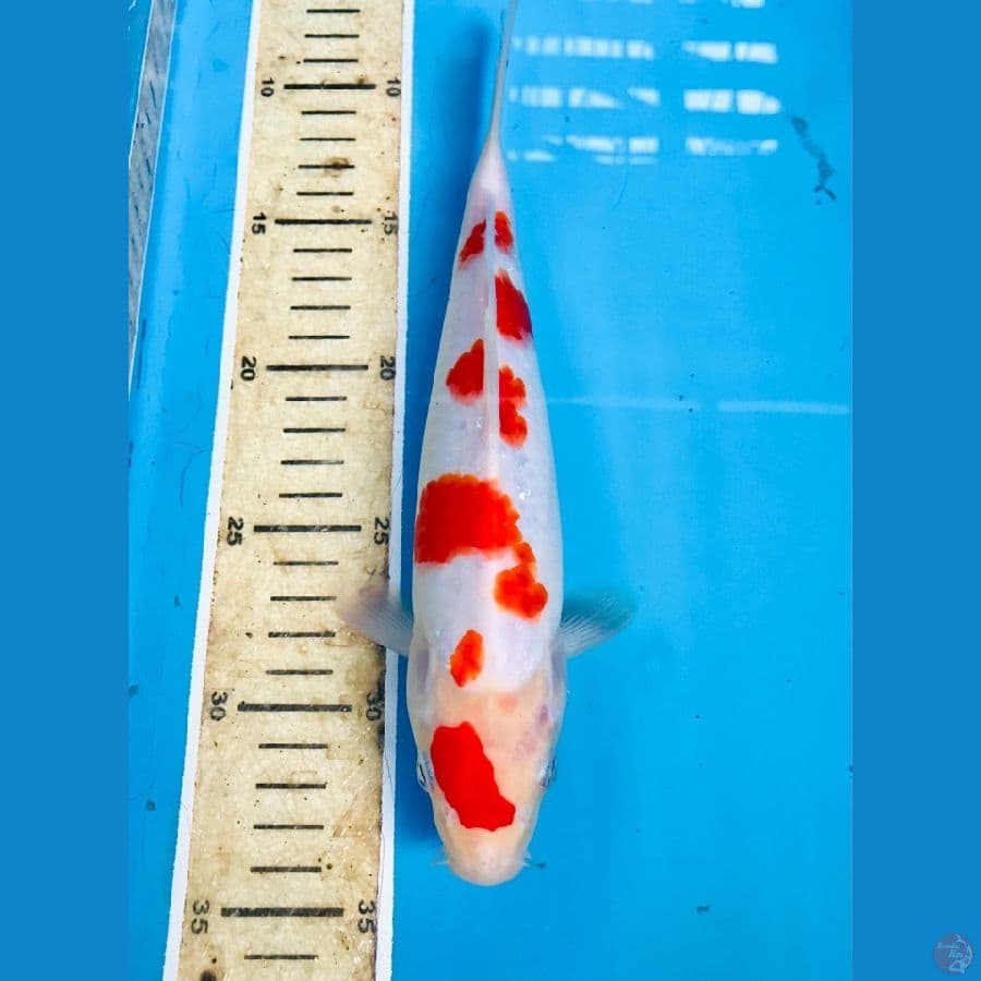 sakura kohaku 26cm