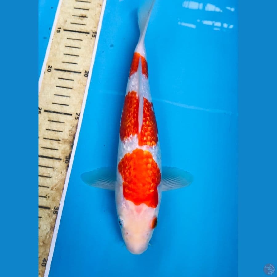 kohaku ginrin 26cm