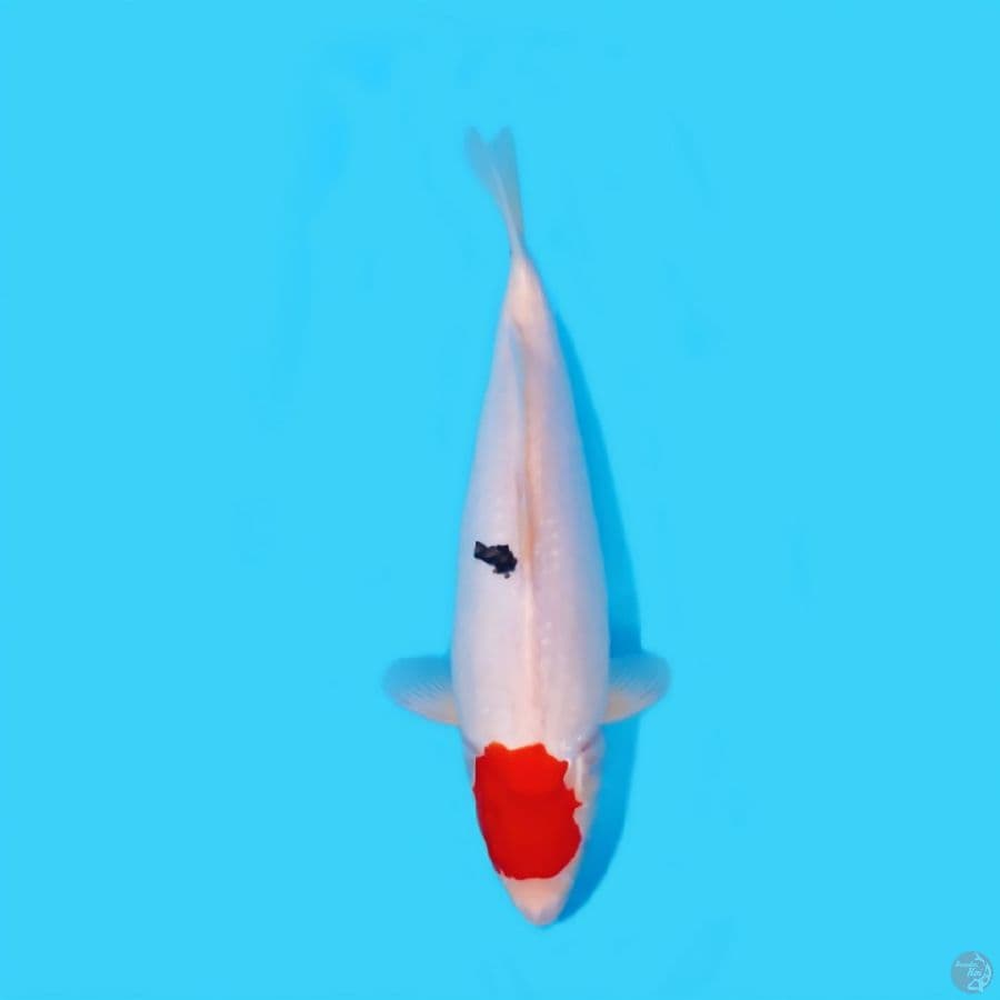 TC SANKE 37 CM - FEEMALE 