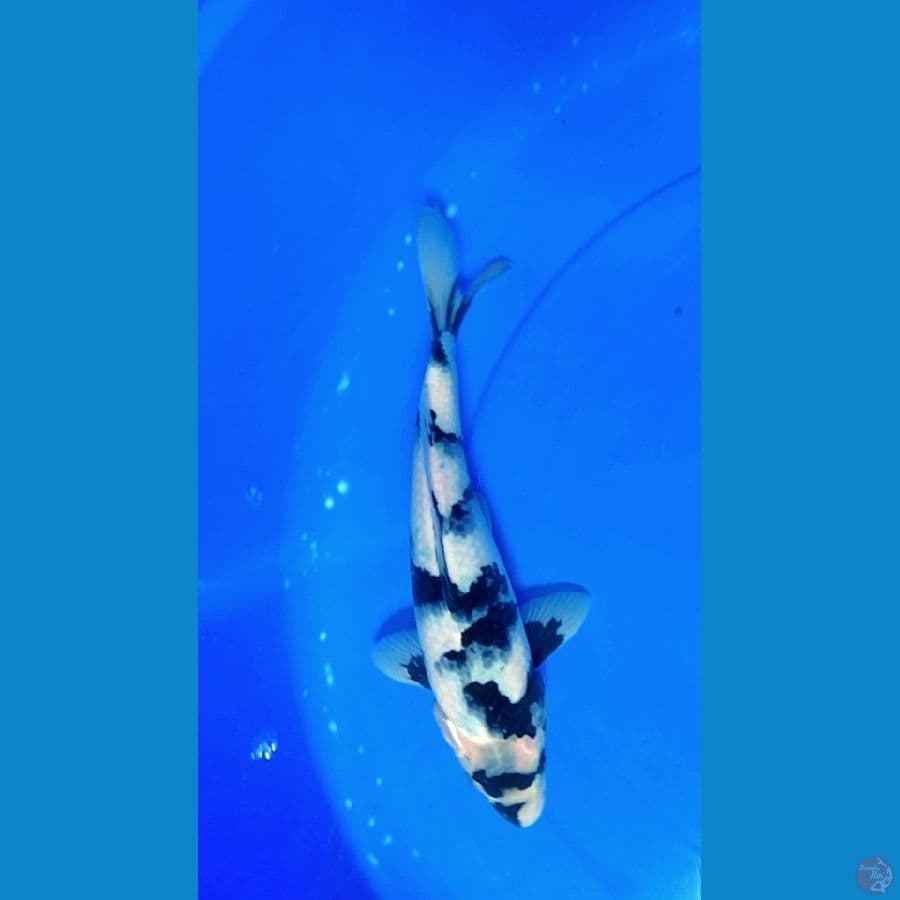 Nagami F30bu