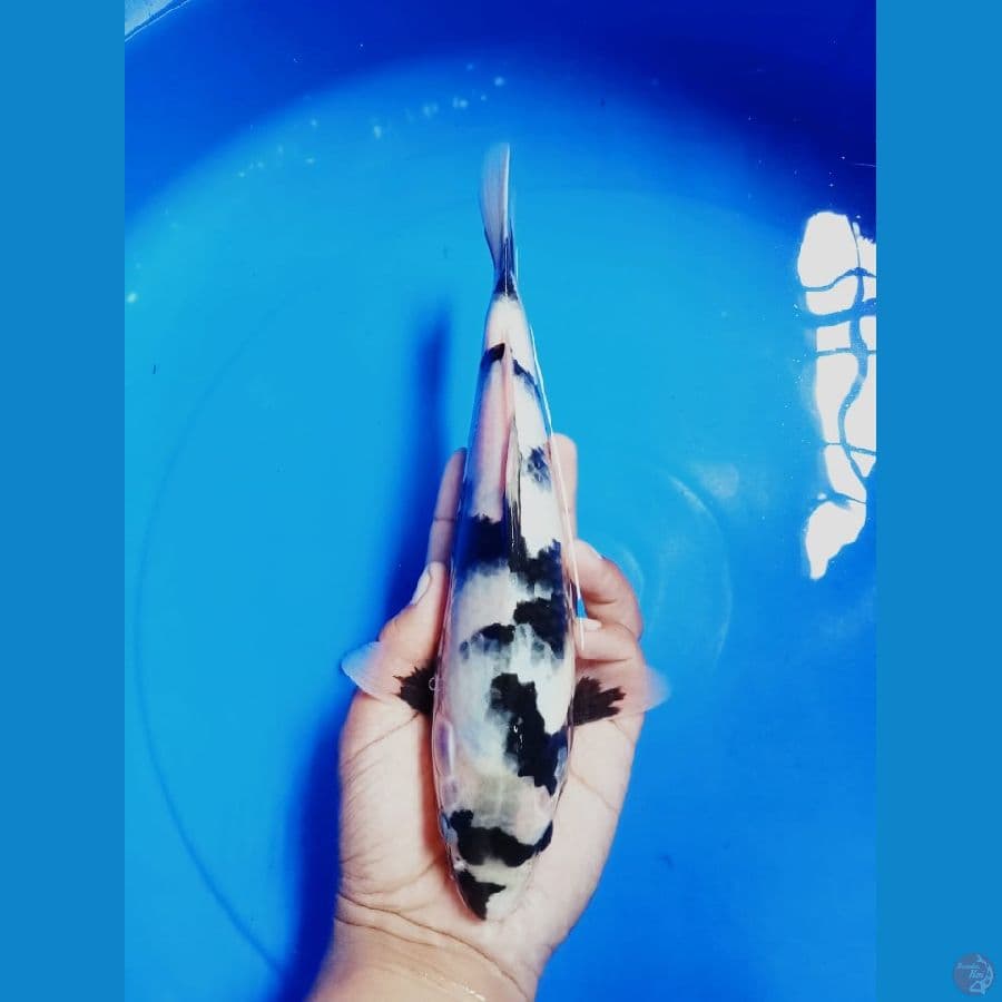 PASSEO F28CM