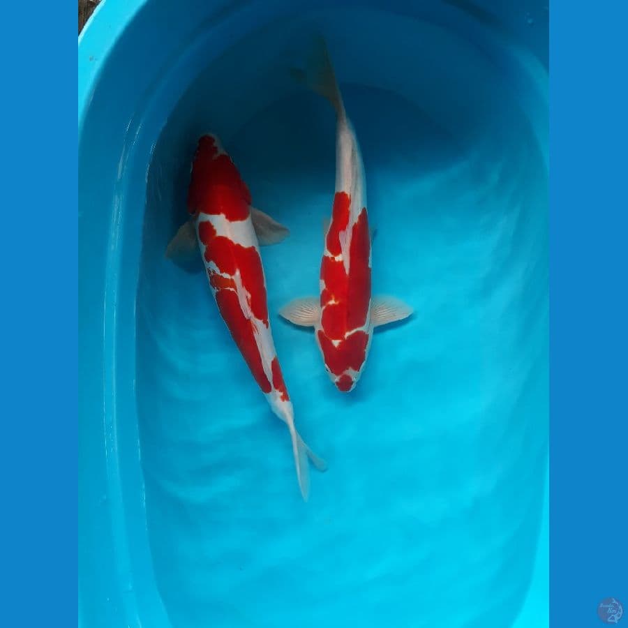 kohaku doitsu
