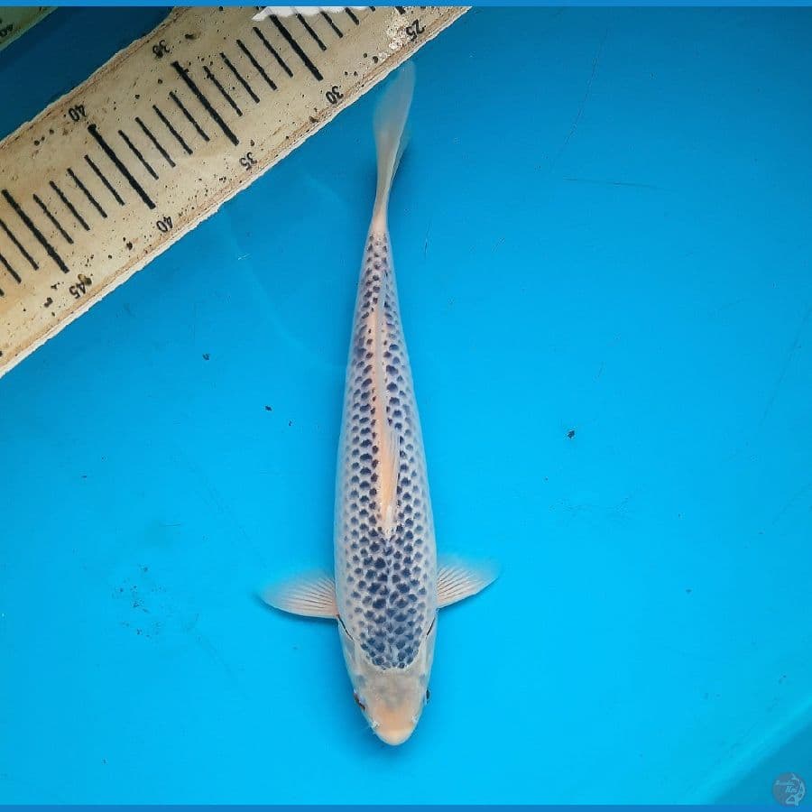 Asagi 30cm Male