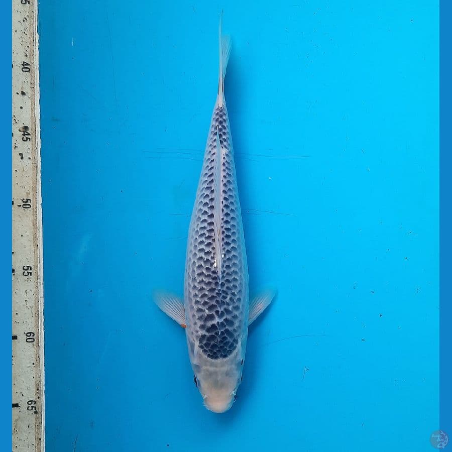 Asagi 28cm Female