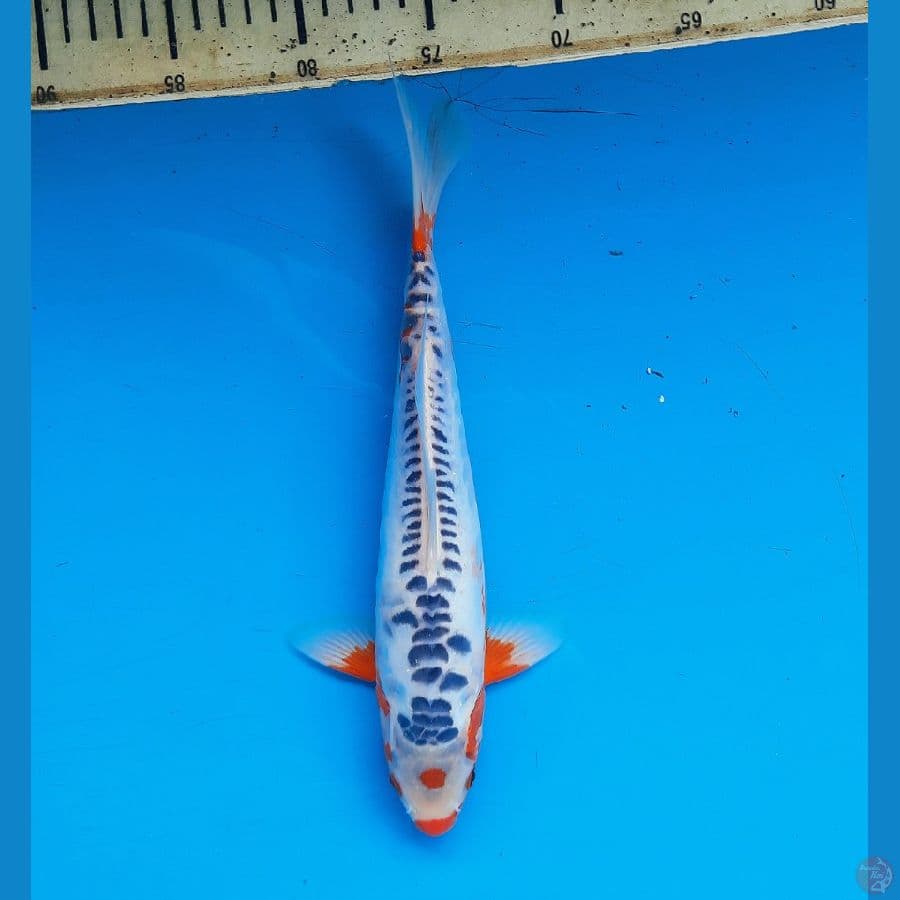 Tancho shusui 28cm
