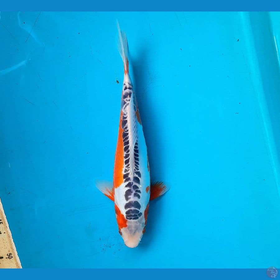 Motoaka shusui 28cm Female