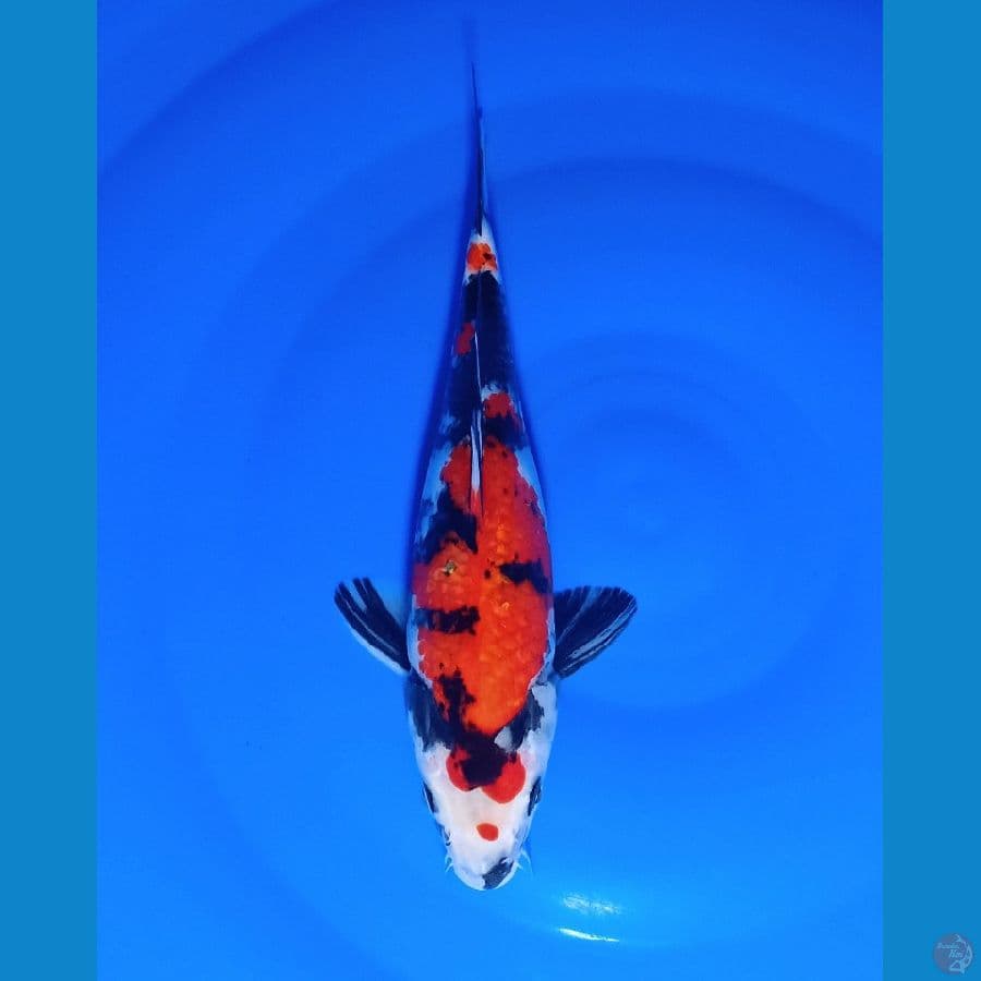 Showa Shansoku