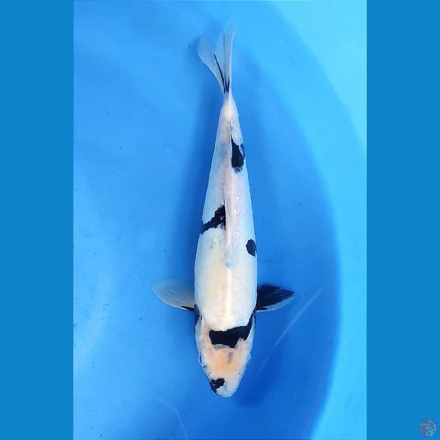 Doitsu Shiro 33cm