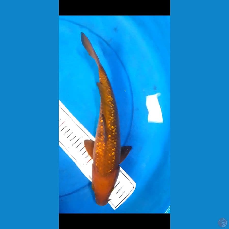 Chagoi tembaga ginrin 36 cm/Unknown